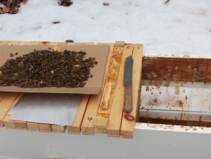 Cleaning the hive off all the dead bees.